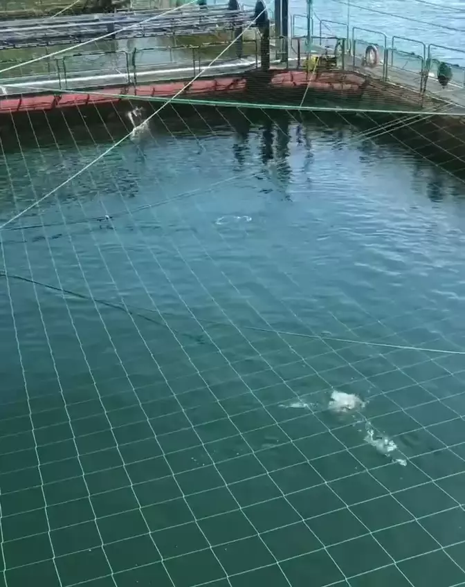 "Работа и вакансии" физическим работникам на лососевых фермах в Норвегии