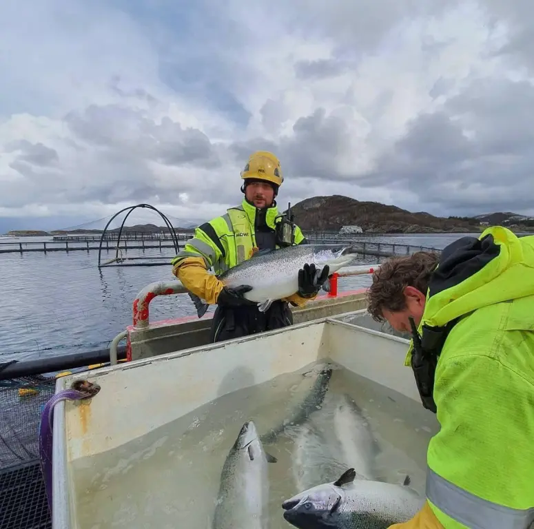 "Работа и вакансии" физическим работникам на лососевых фермах в Норвегии